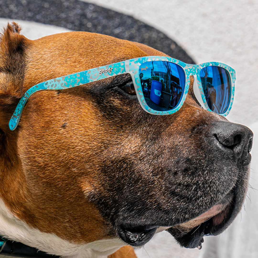 Close-up of a dog wearing sunglasses with blue frames and reflective blue lenses, posing outdoors.