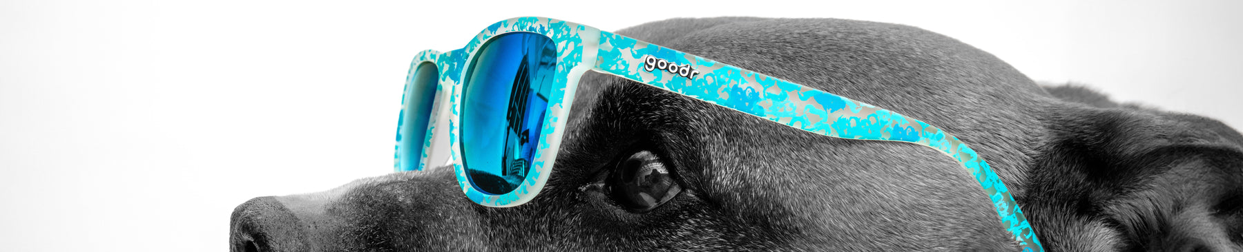 Wags and Walk: In Dog We Trust